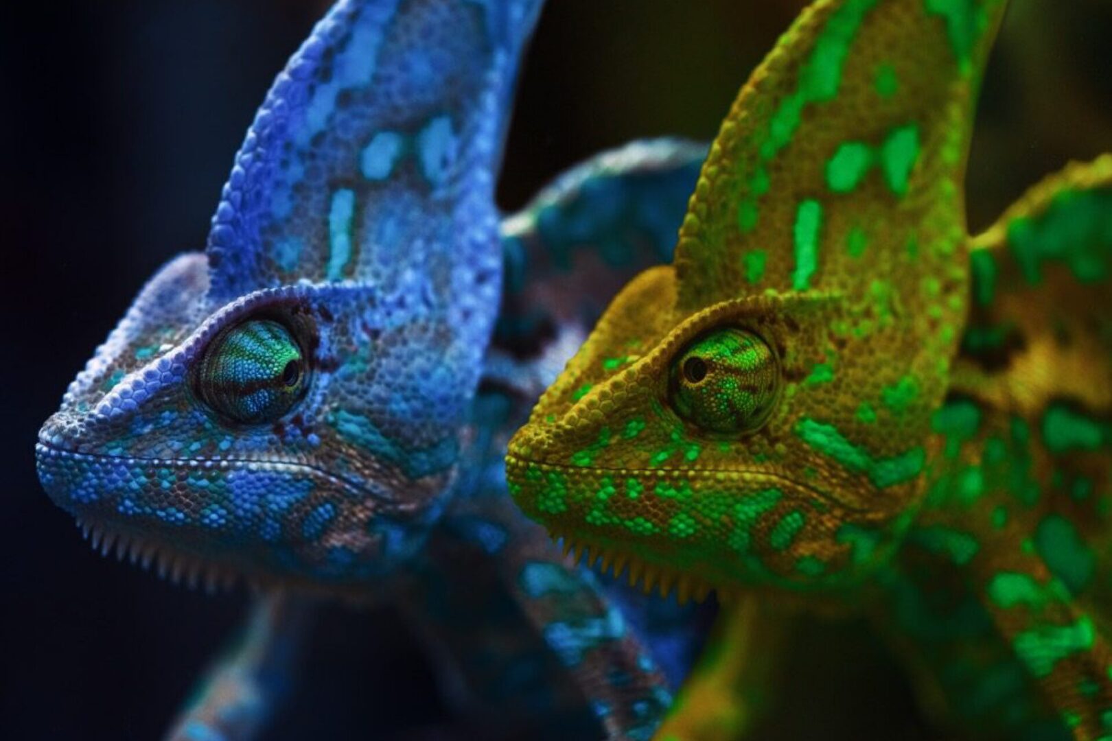 Two colorful chameleons, blue and green.
